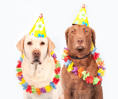 dogswhitpartyhat
